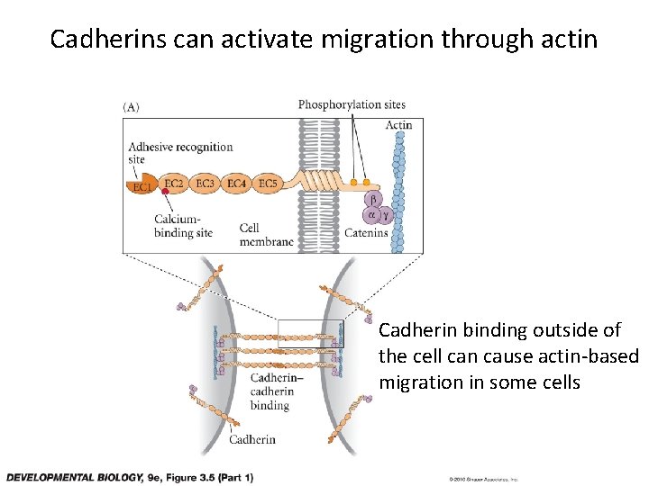 Cadherins can activate migration through actin Cadherin binding outside of the cell can cause