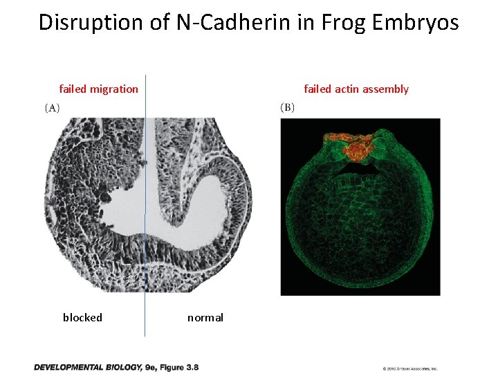 Disruption of N-Cadherin in Frog Embryos failed migration blocked failed actin assembly normal 