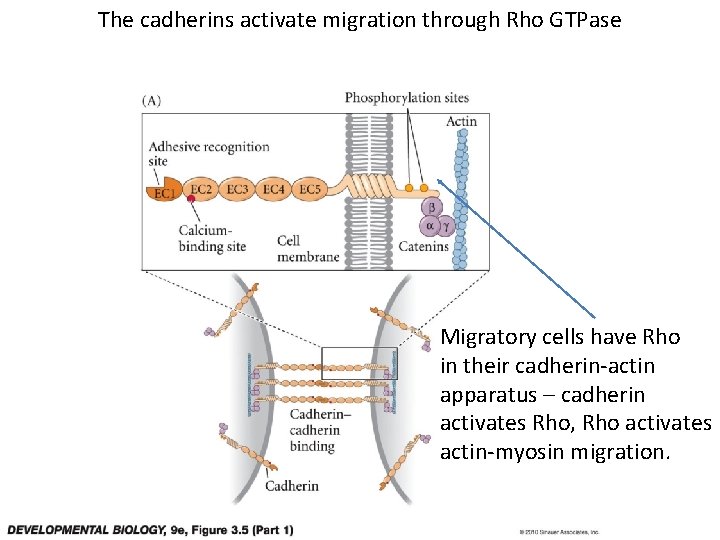 The cadherins activate migration through Rho GTPase Migratory cells have Rho in their cadherin-actin
