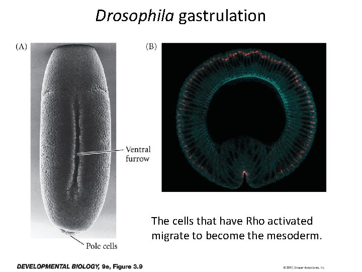 Drosophila gastrulation The cells that have Rho activated migrate to become the mesoderm. 