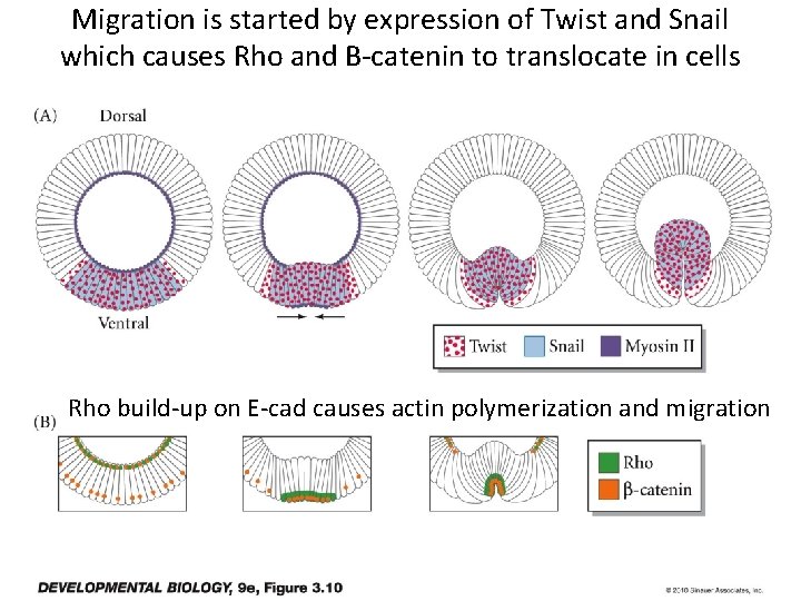 Migration is started by expression of Twist and Snail which causes Rho and B-catenin