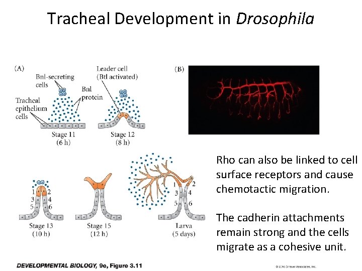 Tracheal Development in Drosophila Rho can also be linked to cell surface receptors and