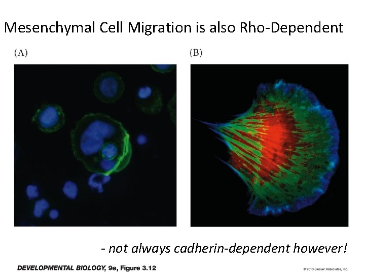 Mesenchymal Cell Migration is also Rho-Dependent Figure 3. 12 Cell migration - not always