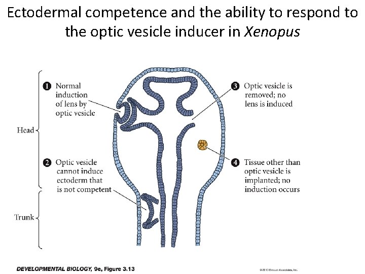 Ectodermal competence and the ability to respond to the optic vesicle inducer in Xenopus