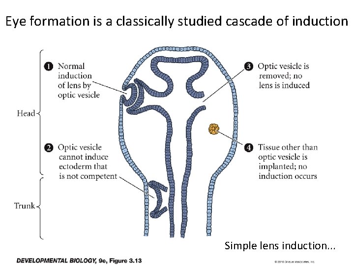 Eye formation is a classically studied cascade of induction Simple lens induction. . .