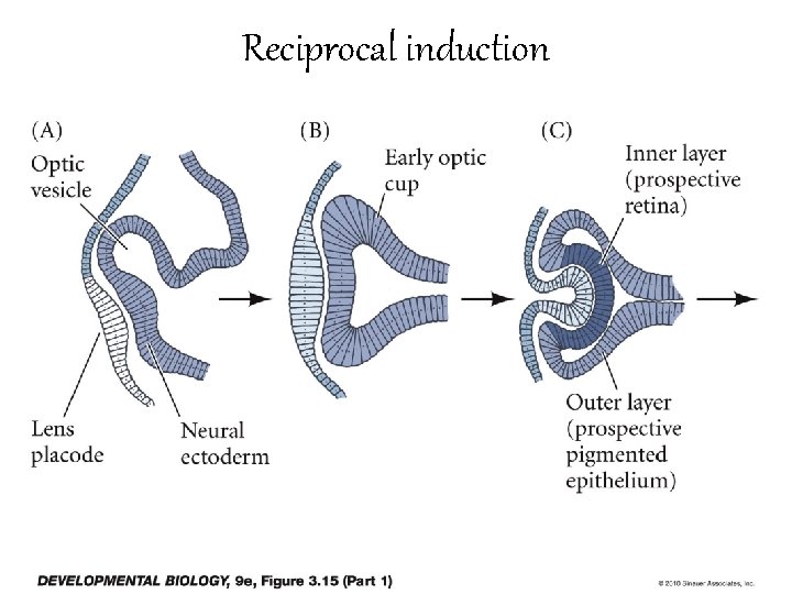 Reciprocal induction 