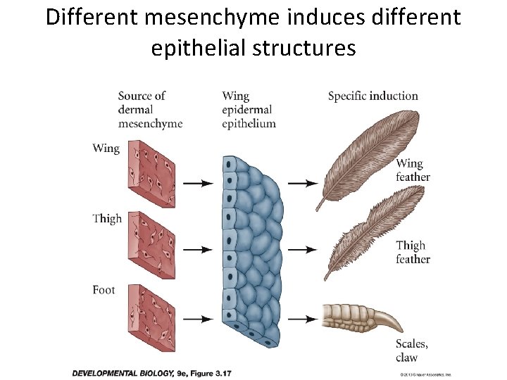 Different mesenchyme induces different epithelial structures 