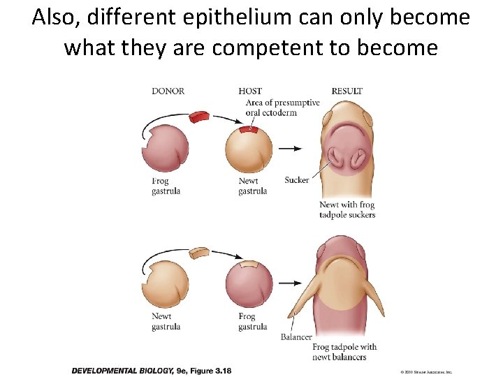 Also, different epithelium can only become what they are competent to become 