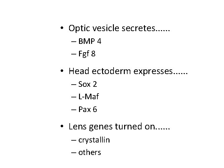  • Optic vesicle secretes. . . – BMP 4 – Fgf 8 •