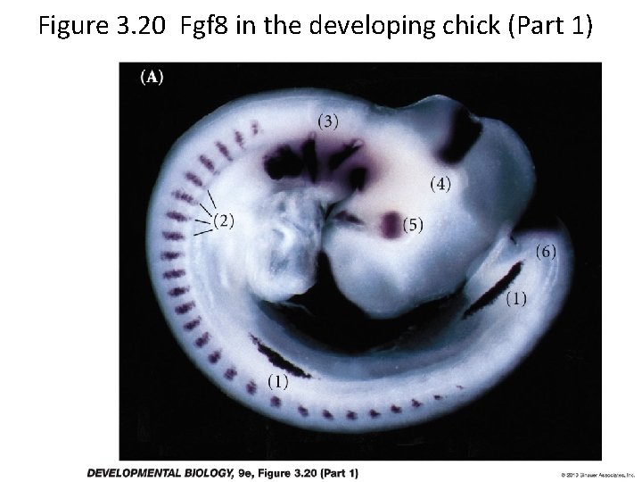 Figure 3. 20 Fgf 8 in the developing chick (Part 1) 
