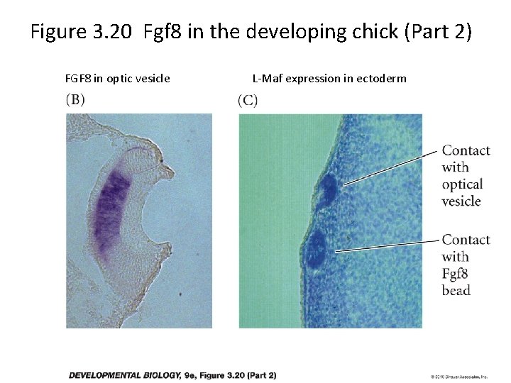 Figure 3. 20 Fgf 8 in the developing chick (Part 2) FGF 8 in