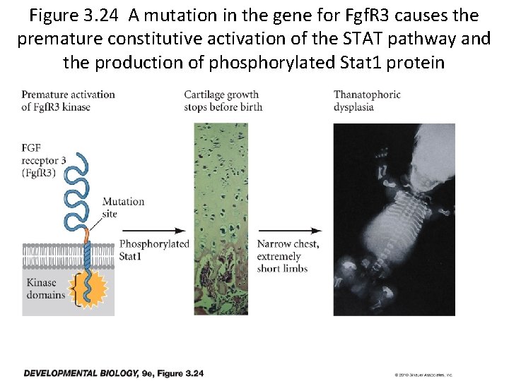 Figure 3. 24 A mutation in the gene for Fgf. R 3 causes the