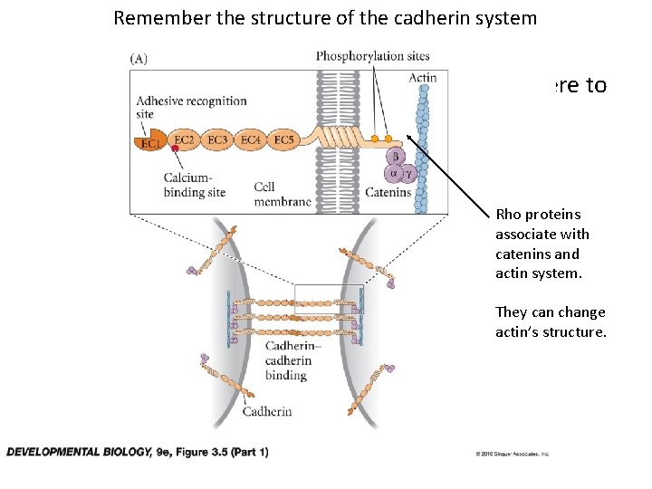 Remember the structure of the cadherin system • Implantation of the mammalian embryo in