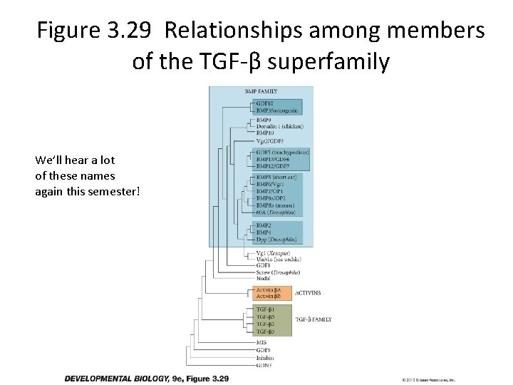 Figure 3. 29 Relationships among members of the TGF-β superfamily We’ll hear a lot