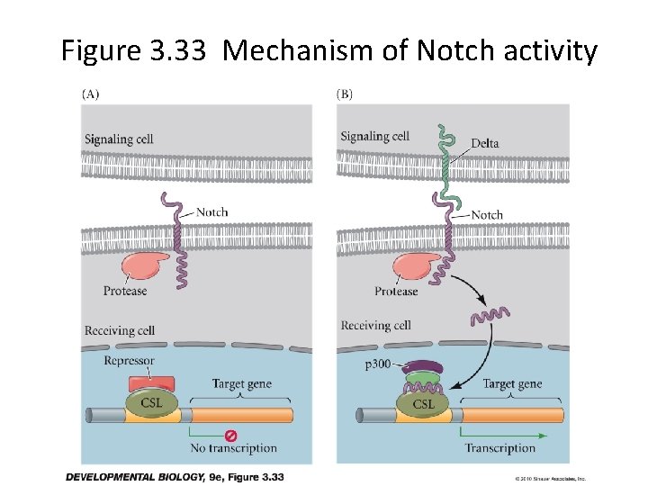 Figure 3. 33 Mechanism of Notch activity 