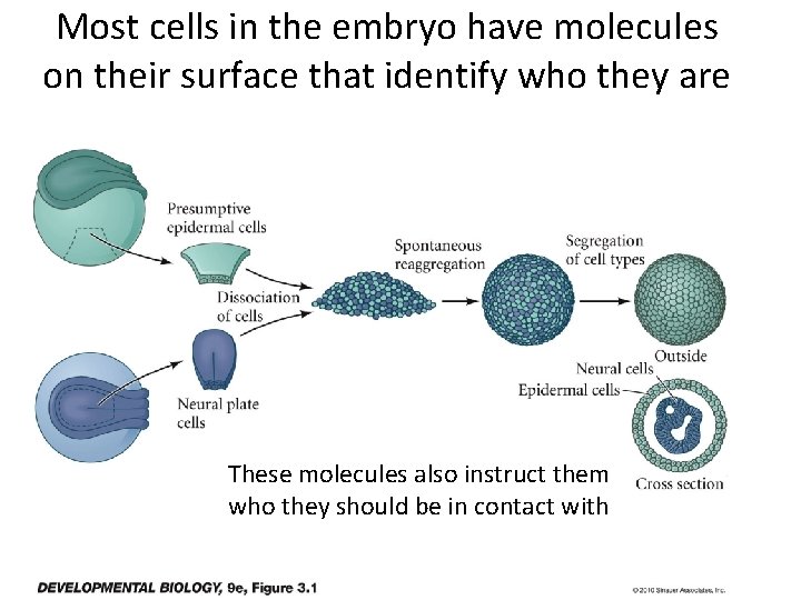 Most cells in the embryo have molecules on their surface that identify who they