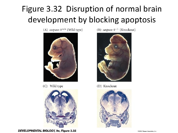 Figure 3. 32 Disruption of normal brain development by blocking apoptosis 