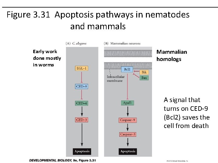 Figure 3. 31 Apoptosis pathways in nematodes and mammals Early work done mostly in