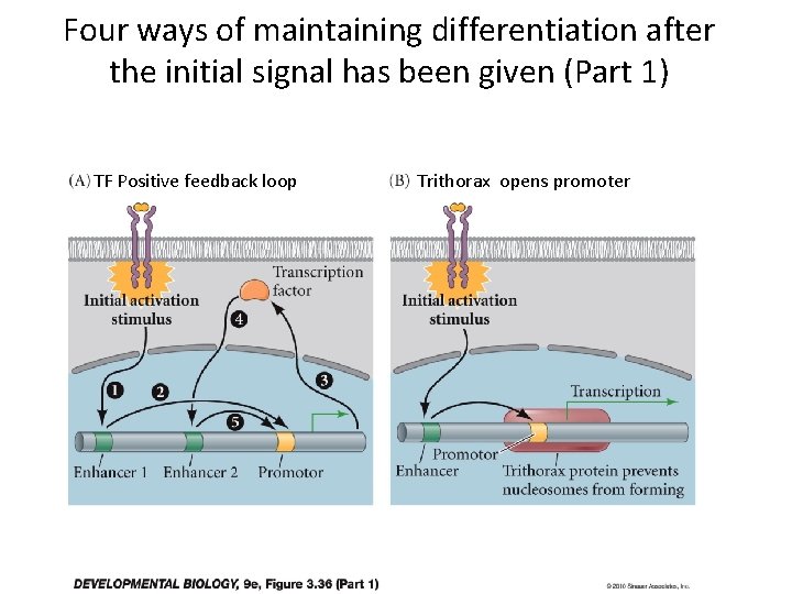 Four ways of maintaining differentiation after the initial signal has been given (Part 1)