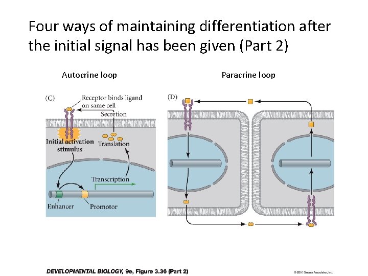 Four ways of maintaining differentiation after the initial signal has been given (Part 2)