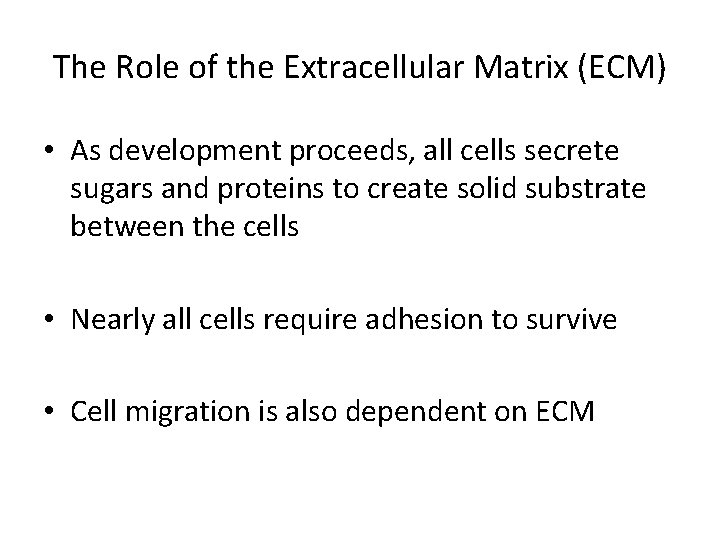 The Role of the Extracellular Matrix (ECM) • As development proceeds, all cells secrete