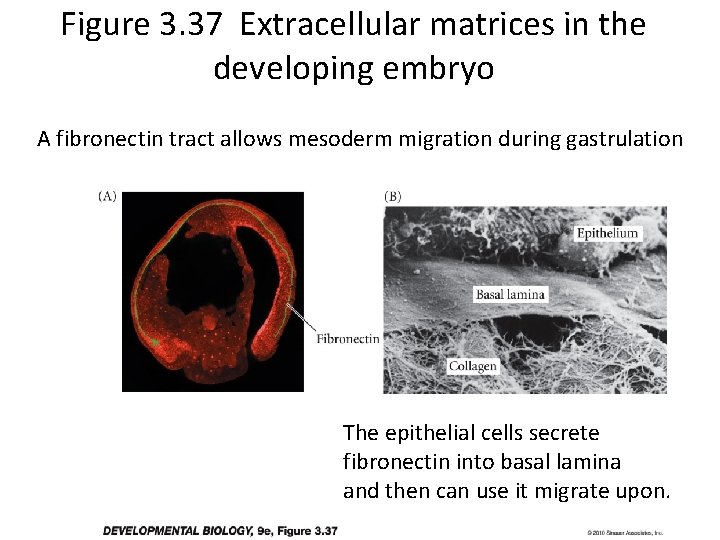 Figure 3. 37 Extracellular matrices in the developing embryo A fibronectin tract allows mesoderm