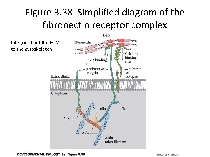 Figure 3. 38 Simplified diagram of the fibronectin receptor complex Integrins bind the ECM