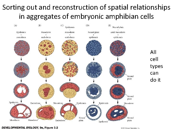 Sorting out and reconstruction of spatial relationships in aggregates of embryonic amphibian cells All