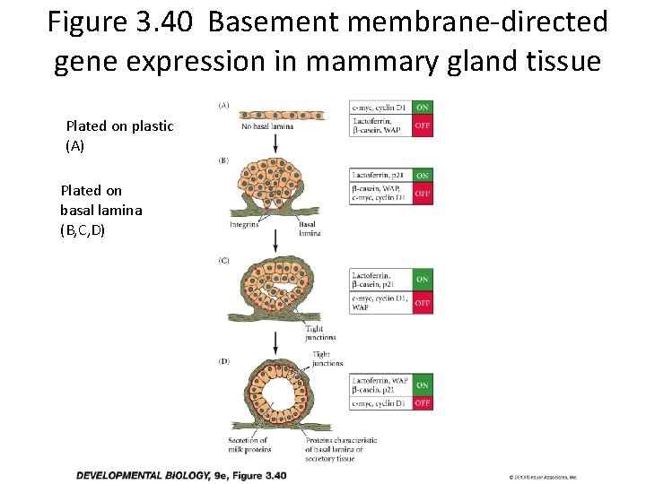 Figure 3. 40 Basement membrane-directed gene expression in mammary gland tissue Plated on plastic