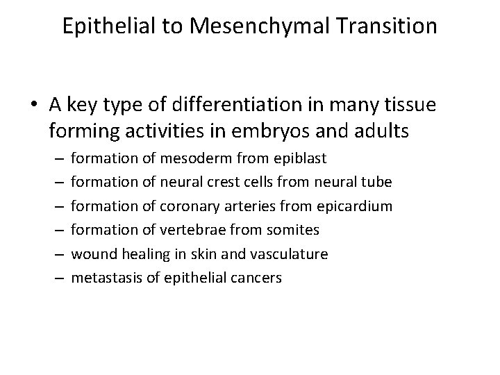 Epithelial to Mesenchymal Transition • A key type of differentiation in many tissue forming