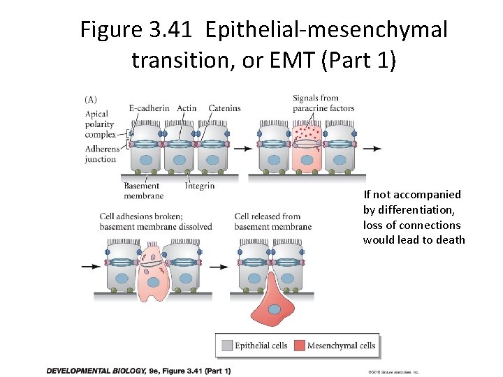 Figure 3. 41 Epithelial-mesenchymal transition, or EMT (Part 1) If not accompanied by differentiation,