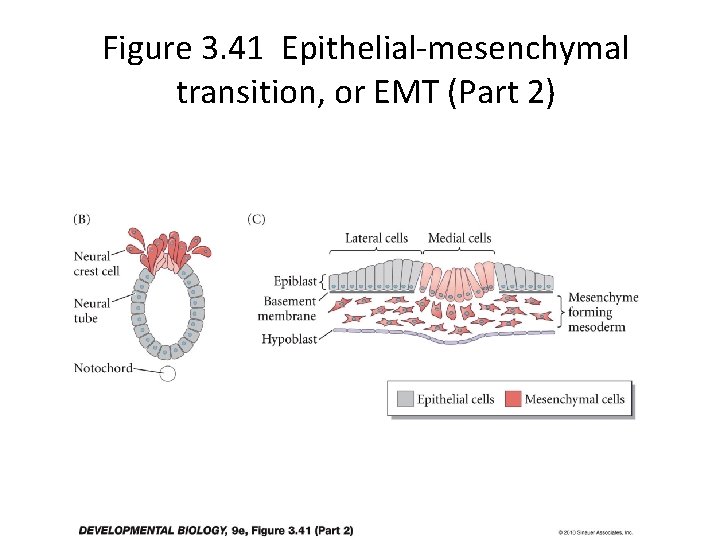Figure 3. 41 Epithelial-mesenchymal transition, or EMT (Part 2) 