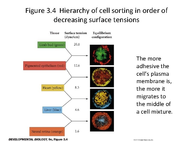 Figure 3. 4 Hierarchy of cell sorting in order of decreasing surface tensions The