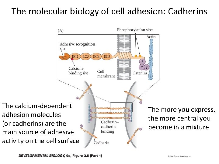 The molecular biology of cell adhesion: Cadherins The calcium-dependent adhesion molecules (or cadherins) are