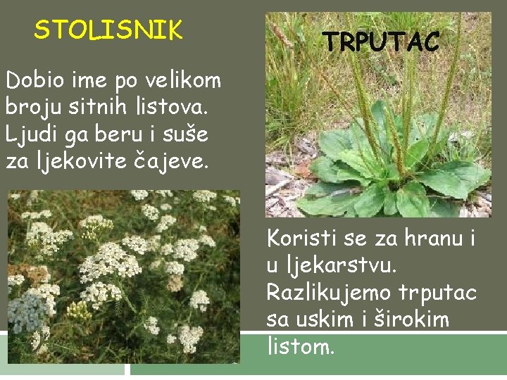 STOLISNIK TRPUTAC Dobio ime po velikom broju sitnih listova. Ljudi ga beru i suše