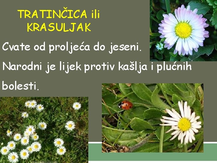 TRATINČICA ili KRASULJAK Cvate od proljeća do jeseni. Narodni je lijek protiv kašlja i