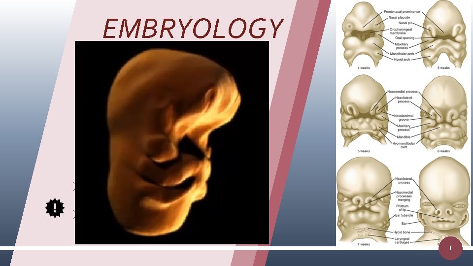 EMBRYOLOGY Ø 4 th week of gestation ØBranchial arches (6) Ø Mesoderm Ø Medial