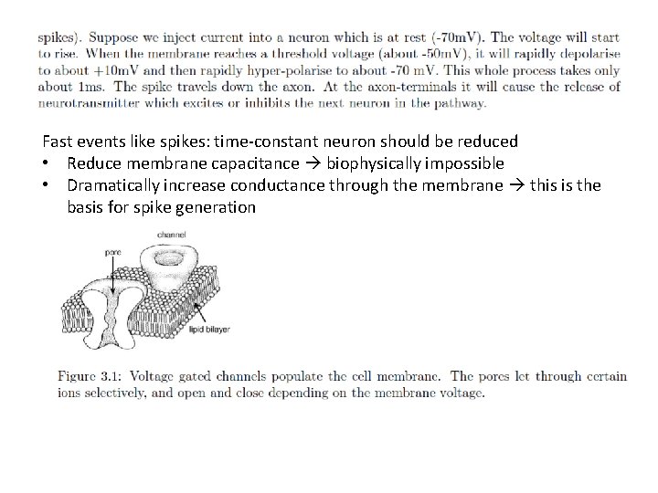 Fast events like spikes: time-constant neuron should be reduced • Reduce membrane capacitance biophysically