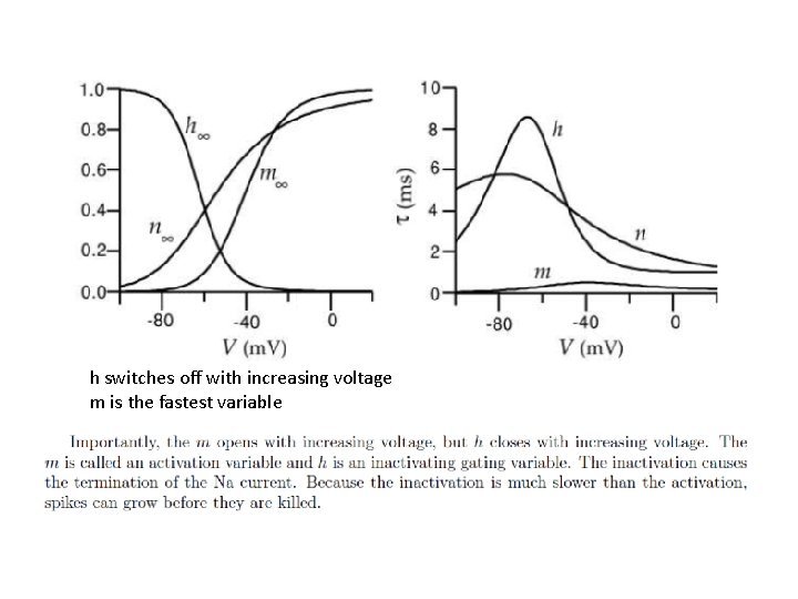 h switches off with increasing voltage m is the fastest variable 