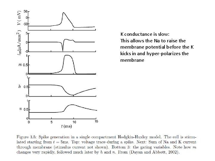 K conductance is slow: This allows the Na to raise the membrane potential before