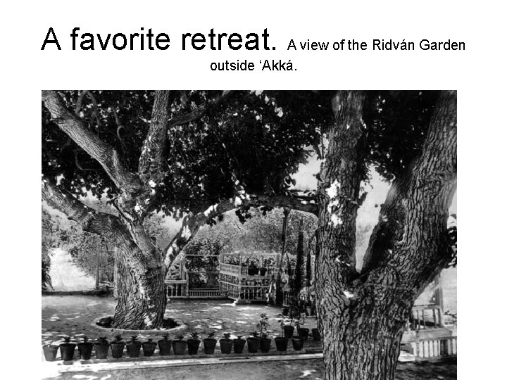 A favorite retreat. A view of the Ridván Garden outside ‘Akká. 