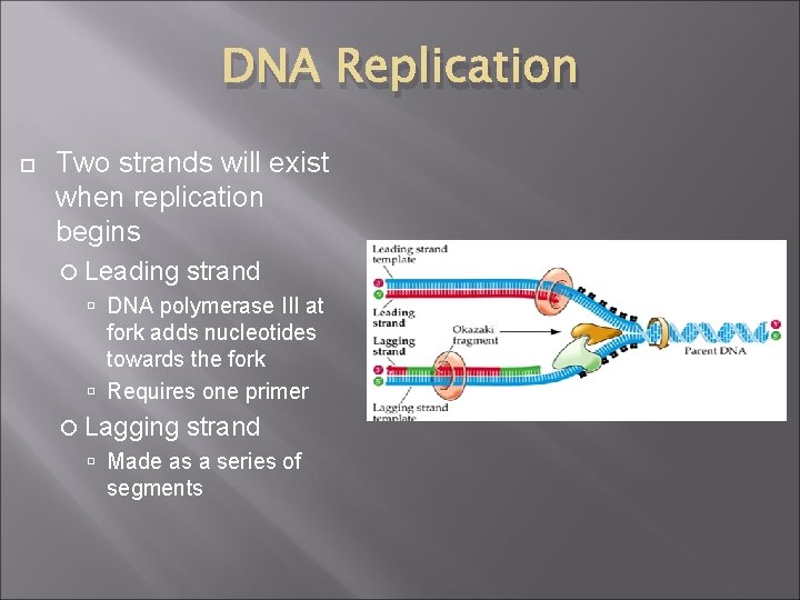 DNA Replication Two strands will exist when replication begins Leading strand DNA polymerase III