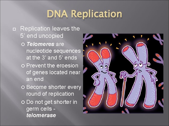 DNA Replication leaves the 5’ end uncopied Telomeres are nucleotide sequences at the 3’