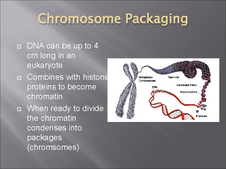 Chromosome Packaging DNA can be up to 4 cm long in an eukaryote Combines