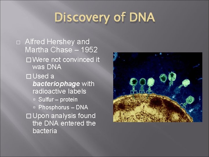 Discovery of DNA � Alfred Hershey and Martha Chase – 1952 � Were not