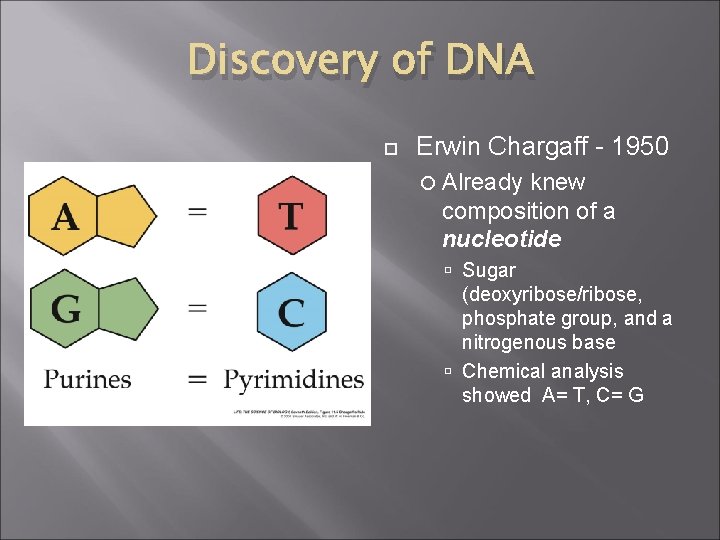 Discovery of DNA Erwin Chargaff - 1950 Already knew composition of a nucleotide Sugar