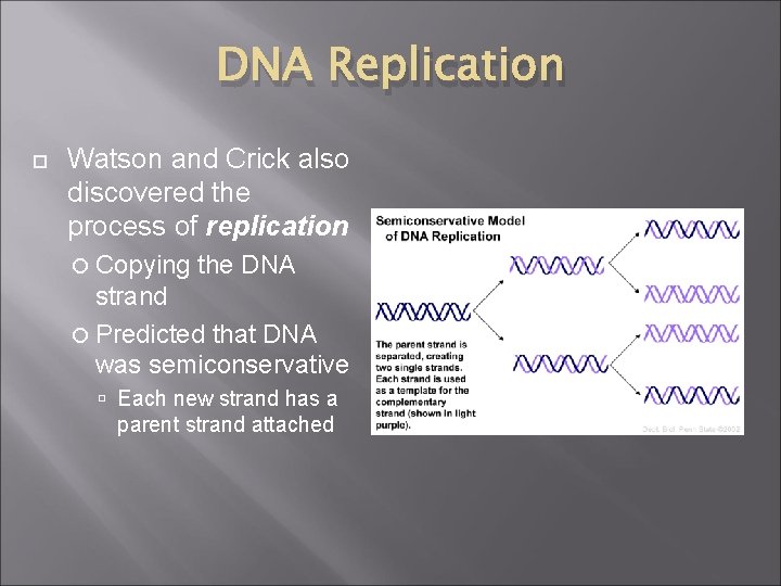 DNA Replication Watson and Crick also discovered the process of replication Copying the DNA