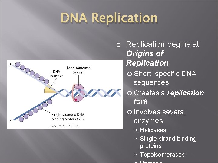 DNA Replication begins at Origins of Replication Short, specific DNA sequences Creates a replication