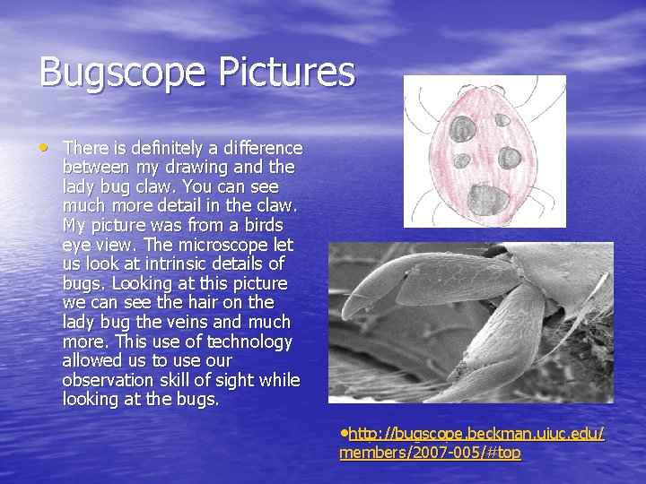 Bugscope Pictures • There is definitely a difference between my drawing and the lady