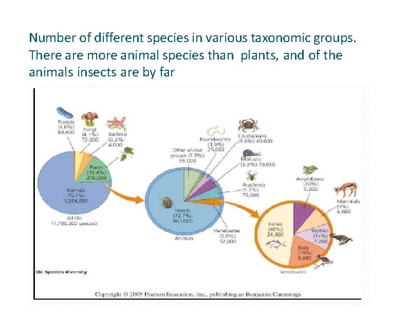 Number of different species in various taxonomic groups. There are more animal species than